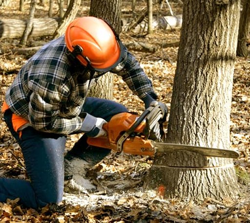 Tree Removal in Port Haywood, VA